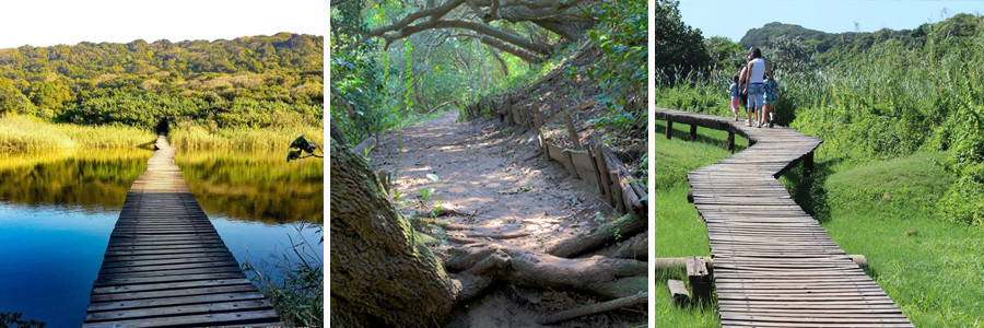 Hawaan Forest